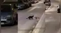 Rata protagoniza insólita pelea con un gato que estaba a punto de cazarla [VIDEO]