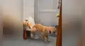 Perro ‘aprende’ a ocupar en el baño y su dueño graba divertida escena