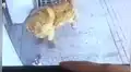 Perro se enfrenta a un gato que cayó de un edificio y golpeó accidentalmente a su dueño [VIDEO]