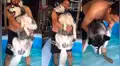 Vía Facebook: perro "miedoso" genera risas en la red por el berrinche que hace para no bañarse [VIDEO]