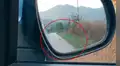 Perro sin hogar corre detrás de un auto para que joven lo rescate 	