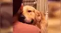 Perro tiene tierno reencuentro con su dueña tras pasar varias semanas sin verse por la cuarentena [VIDEO]
