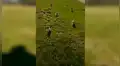 Pensaban que hombre era atacado por salvajes felinos, pero se llevan curiosa sorpresa [VIDEO]