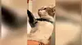 Gato se molesta porque no quiere que lo bañen y tiene una insólita reacción [VIDEO] 