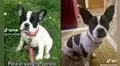 Joven adquiere perrito de raza bulldog francés, pero cuando crece se da cuenta que fue estafada