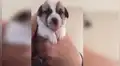 Cachorro tiene adorable reacción al probar medicina con mal sabor [VIDEO]