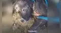 Rescatan a cachorro que fue abandonado en un poste y lo ayudan a confiar en las personas [VIDEO]