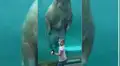 Niña se acerca a un acuario para ver las especies marinas y morsa la recibe con tierno acto [VIDEO]
