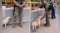 Perro callejero se encariña con soldado que hacía sus rondas y lo sigue a todos lados [VIDEO]   
