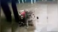 Crea silla de ruedas casera para su gatita que fue atacada por un perro callejero [VIDEO]
