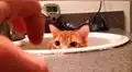 YouTube: asombro por pequeño gato que se asusta, por una mano [VIDEO]