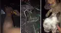 Escuchan fuertes ruidos, se acercan y descubren a cachorros que fueron enterrados vivos [VIDEO] 