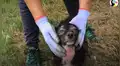 Oye misteriosos sonidos dentro de casa abandonada y encuentra a perrita con sus bebes [VIDEO]