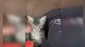 Gato se despierta y le maúlla a su dueña para ‘pedirle’ estar a su lado