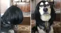 Joven le hace cambio de look a su perro y este obtiene un divertido resultado [VIDEO]