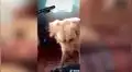 Perro descubre a su dueño durmiendo con otro can y protagoniza dramática escena [VIDEO]