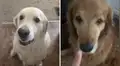 Perro le da tierno abrazo a su ‘mejor amigo’ luego de pelearse y protagonizan adorable reconciliación [VIDEO]