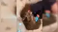 Gato es ignorado por su dueña y se venga llamando su atención con peculiar conducta [VIDEO]