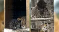 Este es 'jaglión’, el extraño felino híbrido que nació del cruce entre jaguar y leona [VIDEO] 