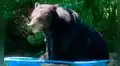 Gigantesco oso invade el patio de una casa, se echa en una piscina de plástico y se duerme [VIDEO]