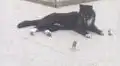 Gato y ratón protagonizan intensa persecución, pero todo acaba con un tierno ‘abrazo’ [VIDEO]