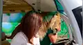Mujer hace recorrido por un zoológico y feroz león se abalanza hacia ella [VIDEO]