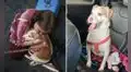 Tuvo que dejar a su perrita en el aeropuerto porque no entraba en su jaula: “Es demasiado triste”