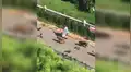 La historia detrás del peculiar video de una mujer paseando junto a perros, gatos y aves [VIDEO]