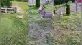 Burro ‘enano’ nace durante cuarentena y miles se asombran con su increíble velocidad [VIDEO]