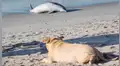 Perro ciego intenta salvar a un delfín varado en una playa [FOTOS]