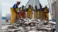 Pescadores podrán retirar hasta el 90% de su CTS