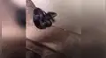 Joven encuentra letal criatura en su auto y queda horrorizado por su aspecto [VIDEO]