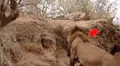 León ‘macho alfa’ se encuentra a leopardo dormido y lo ataca a traición; desenlace es desgarrador [VIDEO]