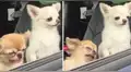 Facebook: Conoce la historia detrás del meme de los chihuahuas [IMÁGENES]