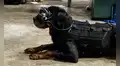 Ejército de Estados Unidos desarrolla lentes de realidad aumentada para perros [VIDEO]