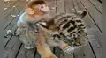 Mono y tigre bebé se convierten en amigos inseparables en un zoológico 