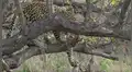 Feroz leopardo se cuelga en árbol para capturar a indefenso antílope y lo que ocurre sorprende a miles [VIDEO]
