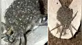 YouTube viral: Una araña que trasladaba a sus crías en espalda es captada por cámara y aterra al mundo [VIDEO] 