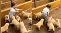 Facebook: bebé es "atacado" por tiernos cachorros y desenlace hace reír a todos [VIDEO]