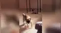 Perro pug se encarga de cuidar a sus crías, pero estas le juegan una pesada broma [VIDEO] 