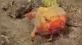 Ingresa al fondo del océano y capta a extraño pez que ‘camina’ con sus cuatro ‘patas’ [VIDEO]