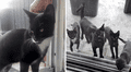 Mujer regala comida a gata callejera y felina retorna con toda su familia [FOTOS]