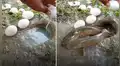 Joven arroja huevos en extraño hoyo y en segundos emergen enormes peces gatos [VIDEO]