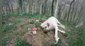 Zozo, el perro que visita todos los días la tumba de su dueño fallecido 