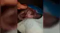 Rescata perro de la calle cubierto de sarna, lo cura y nuevo aspecto impacta a miles [FOTOS]