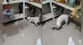 Perrita ayuda a su dueña a capturar una rata que había entrado a su casa: “Se cree gato”