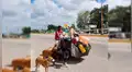 Facebook Viral: Hombre viaja por todo México curando a perros callejeros [VIDEO]