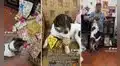 Perrito muestra toda su emoción al abrir los regalos que le dieron sus amos por Navidad