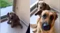 Joven regaña a su perro y su ‘mejor amigo’ llega para defenderlo [VIDEO]