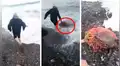 YouTube viral: hombre arriesga su vida e ingresa al mar para salvar a tortuga cubierta de plástico [VIDEO]